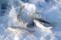 Frozen fish on ice Royalty Free Stock Photo