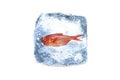 Frozen fish,ice Royalty Free Stock Photo