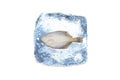 Frozen fish,ice Royalty Free Stock Photo