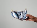 Frozen fish sardine. Fresh pilchard clot frozen shiny seafood. Holding by hand. Stick together.