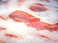 Frozen fish, tilapia on ice Royalty Free Stock Photo