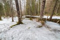 Frozen flooded river in forest Royalty Free Stock Photo