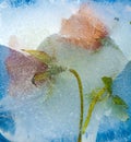 Frozen flora - canarian bellflower Royalty Free Stock Photo