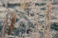 Frozen flora, plant in frost