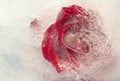 Frozen flora - rose