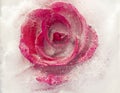 Frozen flora - rose