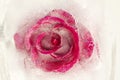 Frozen flora - rose