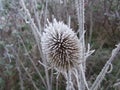 Frozen Flower Royalty Free Stock Photo