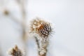 Frozen flower Royalty Free Stock Photo