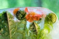 Frozen flower of bennet and fern Royalty Free Stock Photo