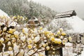 Frozen flower blossoming with cute pretty yellow leaf in the winter Royalty Free Stock Photo