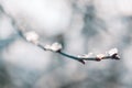 Frozen flower in blue tone on blurred background. Calming seasonal nature