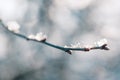 Frozen flower in blue tone on blurred background. Calming seasonal nature