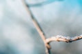 Frozen flower in blue tone on blurred background. Calming seasonal nature