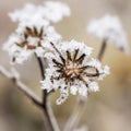 Frozen flower