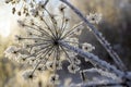 Frozen Flower