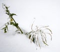 Frozen flower plant Royalty Free Stock Photo