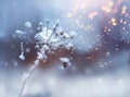 Frozen flower twig in beautiful winter snowfall crystals glitter background