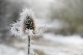 Frozen flower of wild teasel Dipsacus fullonum with ice needles in the hoar frost in winter, copy space, selected focus, narrow Royalty Free Stock Photo