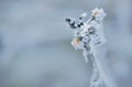 Frozen flower in winter with the hoar-frost Royalty Free Stock Photo