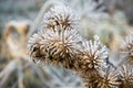 Frozen flowers of agrimony close-up. Dry flower covered with ice crystals. Winter Royalty Free Stock Photo