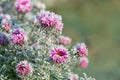 Frozen flowers covered with frost Royalty Free Stock Photo