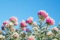 Frozen flowers covered with frost Royalty Free Stock Photo