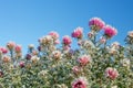 Frozen flowers covered with frost Royalty Free Stock Photo