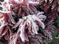 Frozen flowers covered with frost Royalty Free Stock Photo