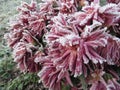Frozen flowers covered with frost Royalty Free Stock Photo