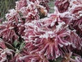 Frozen flowers covered with frost Royalty Free Stock Photo