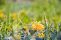 Frozen Flowers of a Dandelion in the Morning Frost Royalty Free Stock Photo