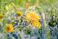 Frozen Flowers of a Dandelion in the Morning Frost Royalty Free Stock Photo