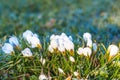 Frozen flowers. Gentle symbol of spring.