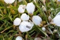 Frozen flowers. Gentle symbol of spring.