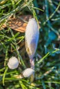 Frozen flowers. Gentle symbol of spring.