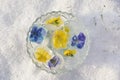 Frozen flowers in ice cubes, bowl placed in the snow