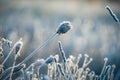 Frozen flowers in the meadow on a frosty autumn morning,