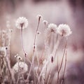 Frozen flowers, plants. Nature in winter. Royalty Free Stock Photo