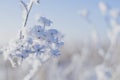 Frozen flowers. Umbelliferae family Royalty Free Stock Photo