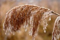 Frozen flowers Royalty Free Stock Photo