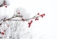 Frozen food. Climate control. Seasonal berries. Christmas rowan berry branch. Hawthorn berries bunch. Rowanberry in snow