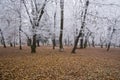 Frozen forest