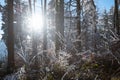 Frozen forest, beauty in the forest in frost Royalty Free Stock Photo