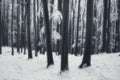 Frozen forest in dreamy winter fantasy