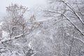 Frozen forest in Fukushima, Japan