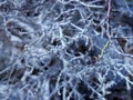 Frozen forest plants with one green sprout