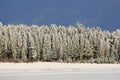 Frozen Forest