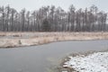 Frozen forest swamp in winter