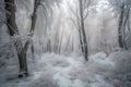 frozen forest with trees coated in a blanket of snow after blizzard